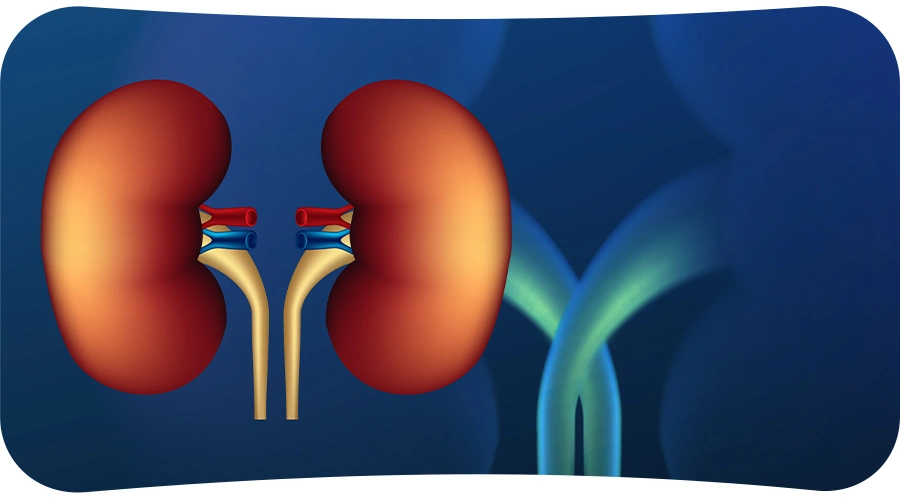Kidneys Function
