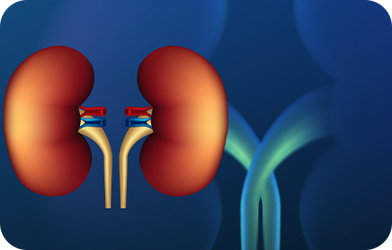 Kidneys Function