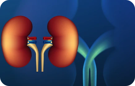 Kidneys Function Blog